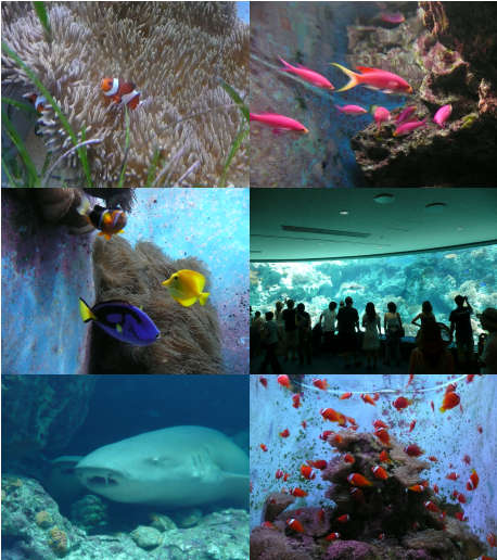 美ら海水族館2008年7月9日.jpg